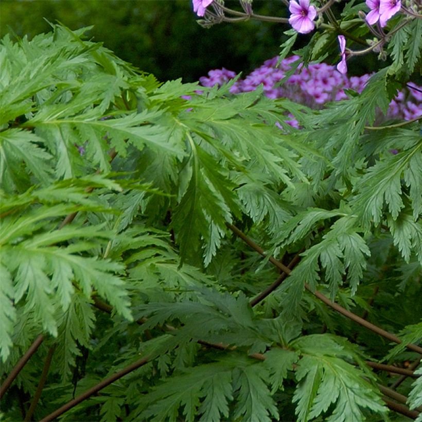 Geranium maderense - Madeira-ooievaarsbek (Foliage)