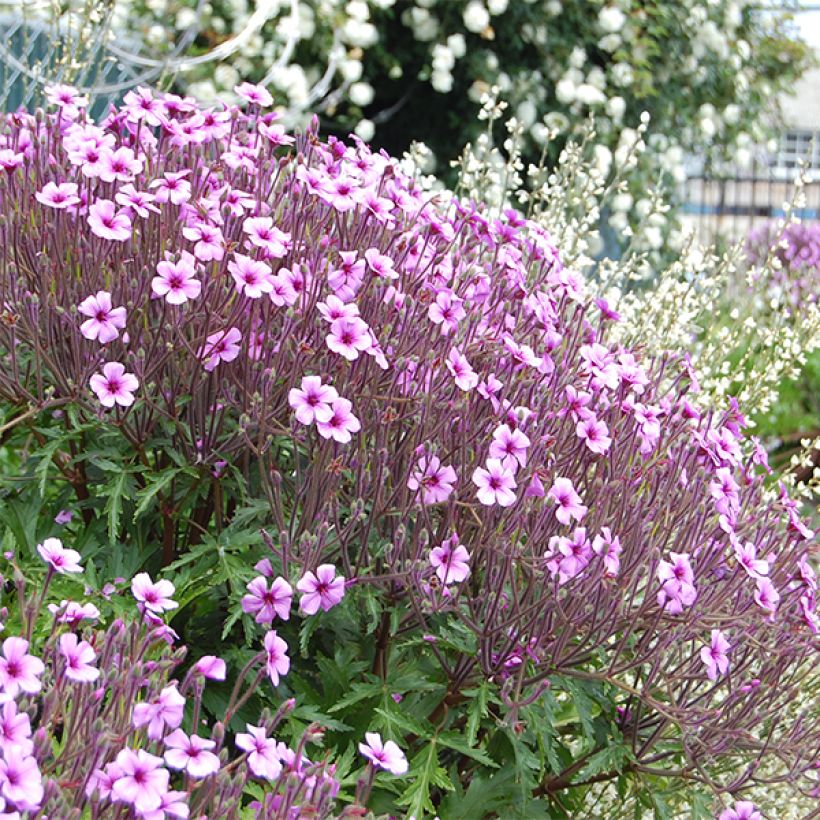 Geranium maderense - Madeira-ooievaarsbek (Flowering)