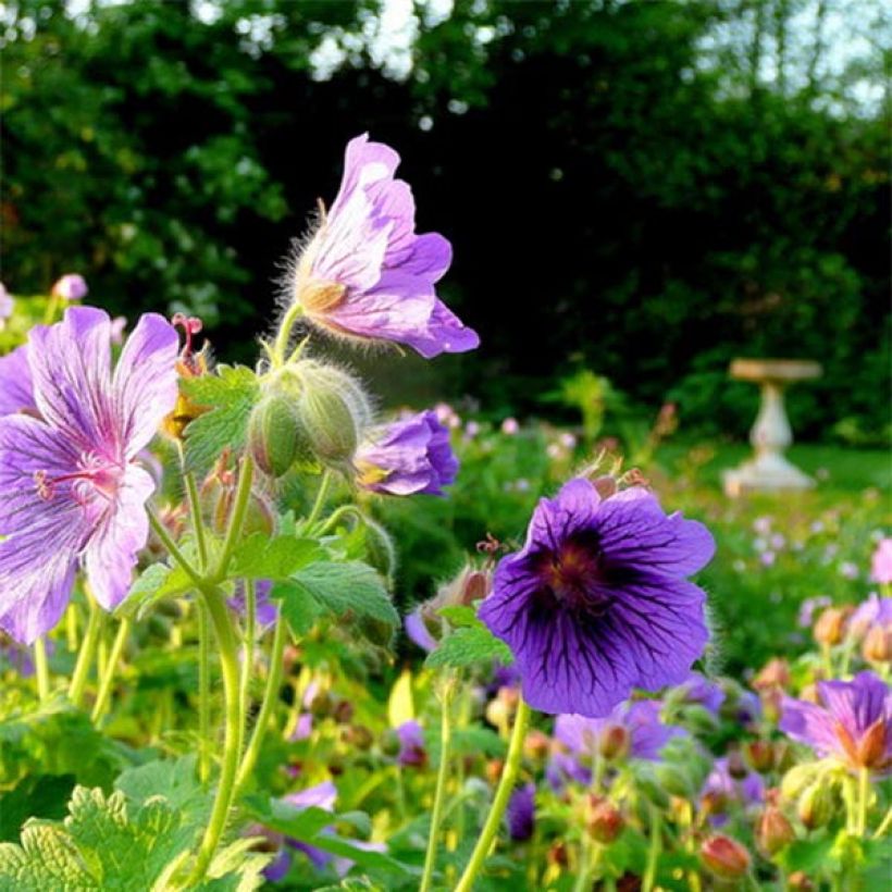 Geranium magnificum Blue Blood - Ooievaarsbek (Flowering)
