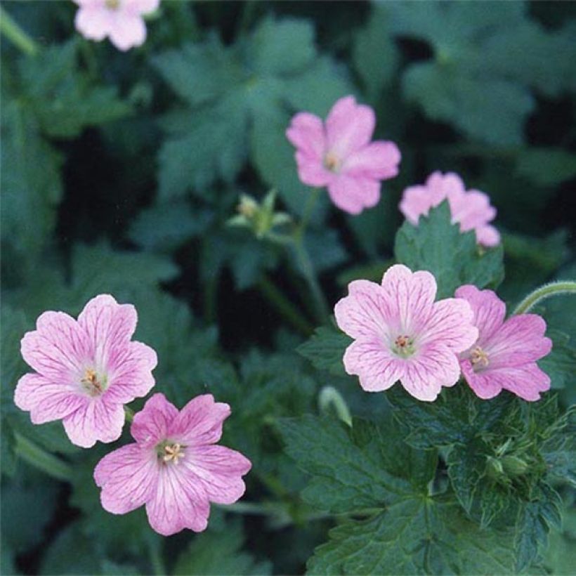 Geranium oxonianum Claridge Druce - Ooievaarsbek (Flowering)