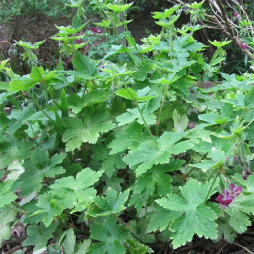 Geranium phaeum - Donkere ooievaarsbek (Foliage)