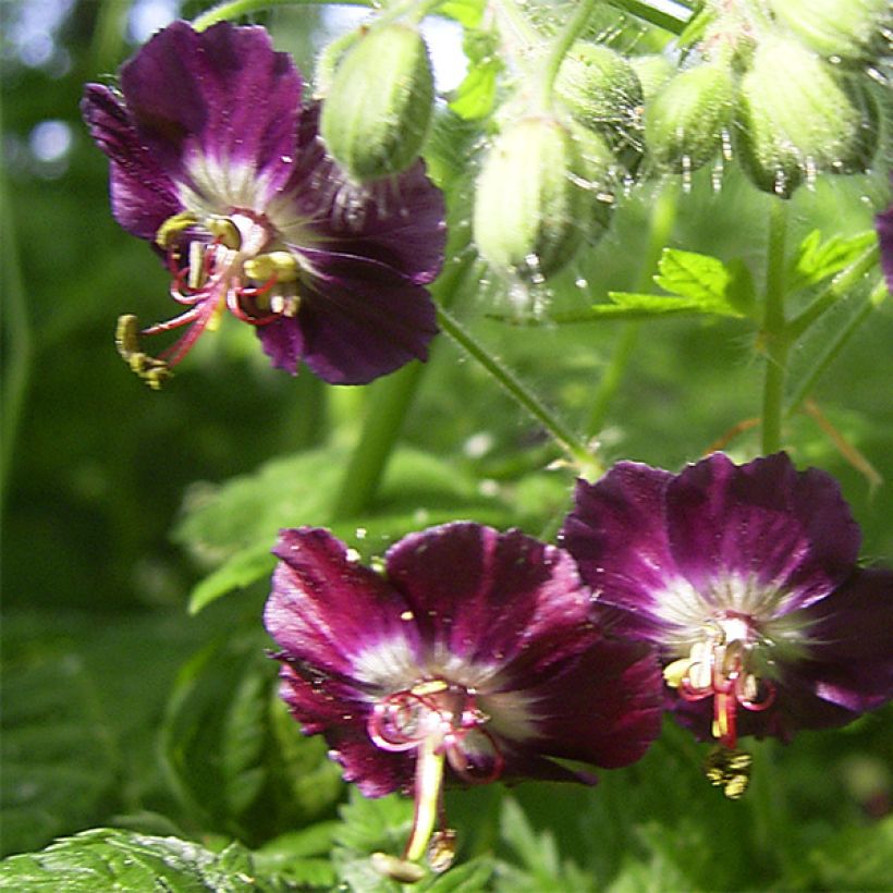 Geranium phaeum - Donkere ooievaarsbek (Flowering)