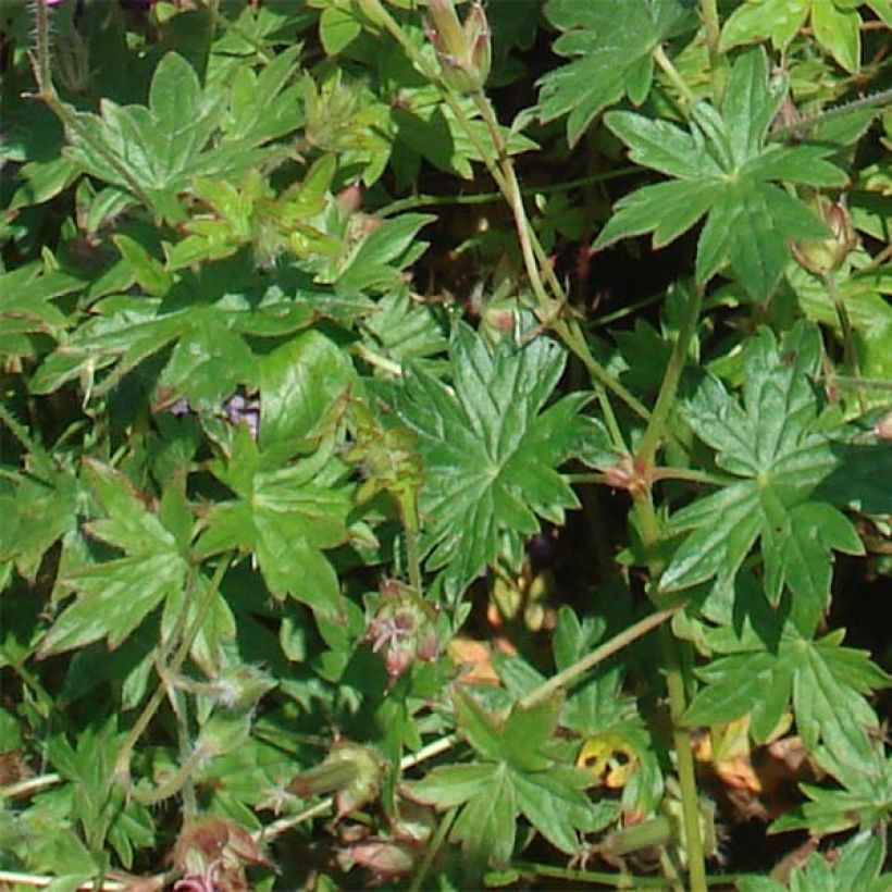 Geranium sanguineum Blushing Turtle - Bloedooievaarsbek (Foliage)