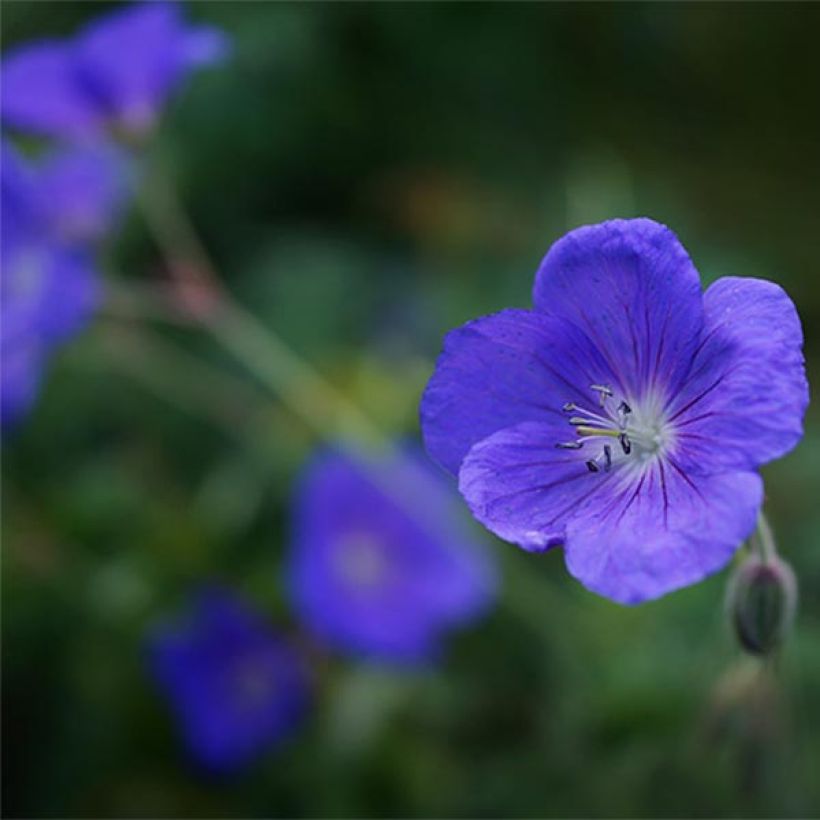 Geranium Brookside - Ooievaarsbek (Bloei)