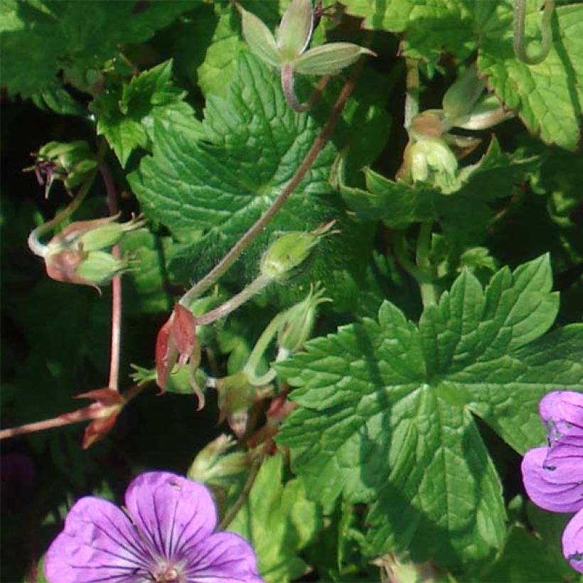 Geranium Pink Penny - Ooievaarsbek (Foliage)
