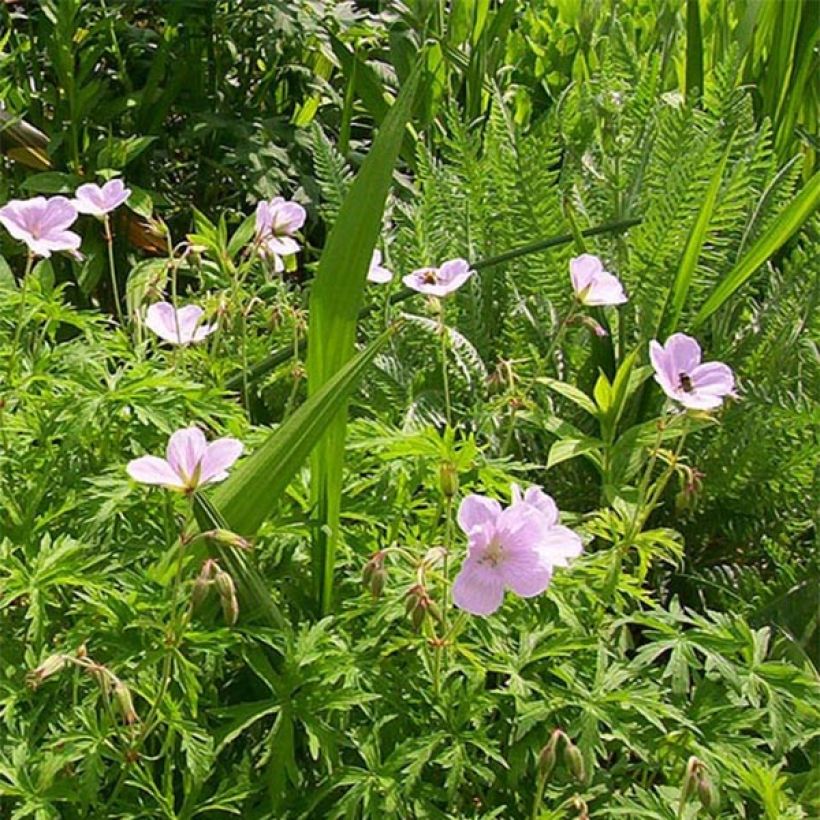 Geranium clarkei Kashmir Pink - Ooievaarsbek (Bloei)