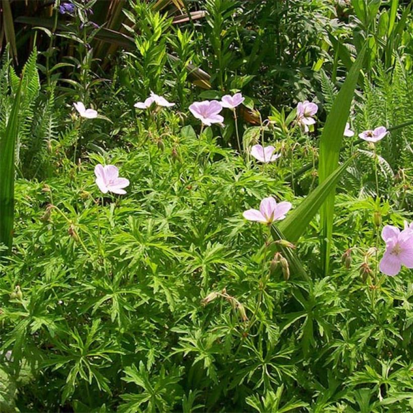 Geranium clarkei Kashmir Pink - Ooievaarsbek (Groeiplaats)