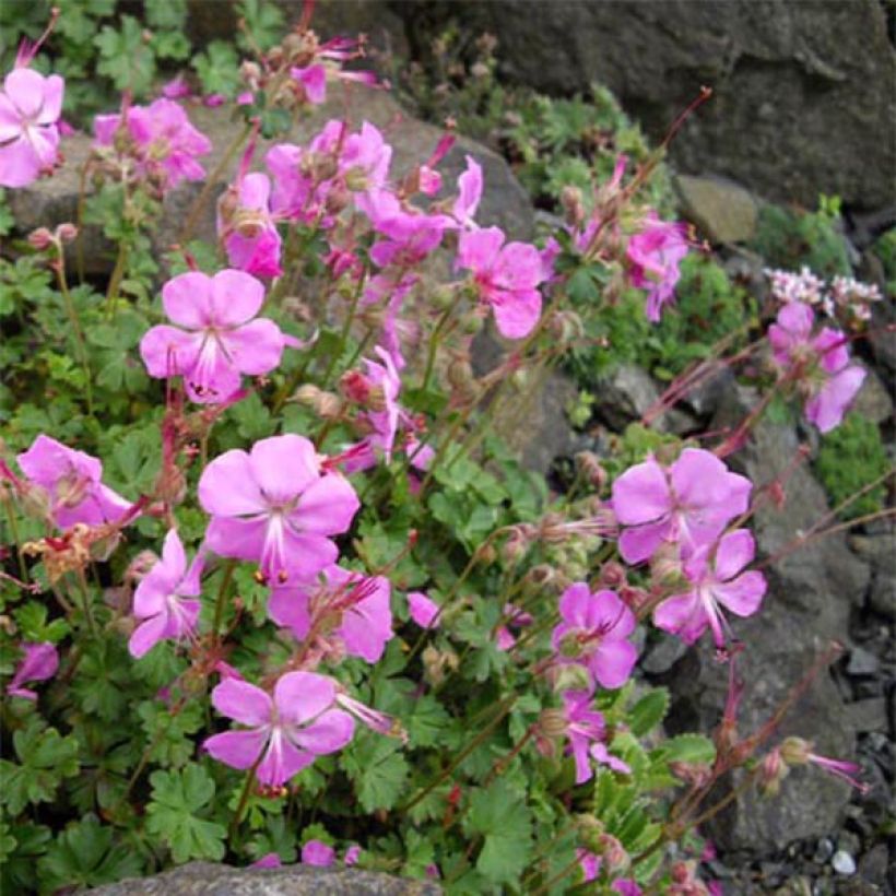 Geranium dalmaticum Bressingham Pink - Ooievaarsbek (Groeiplaats)