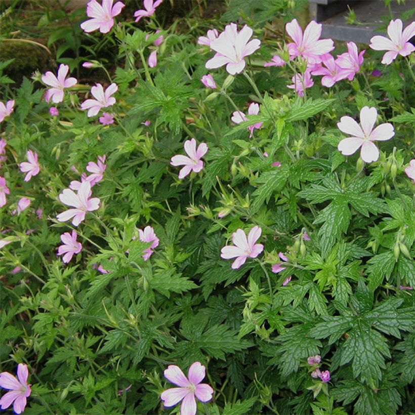 Geranium endressii - Ooievaarsbek (Plant habit)