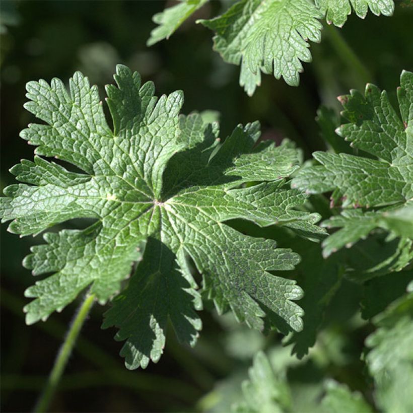 Geranium magnificum Rosemoor - Ooievaarsbek (Foliage)