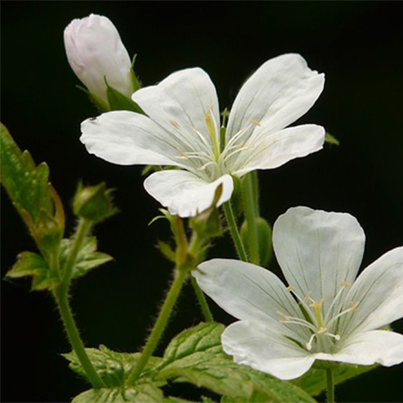 Geranium nodosum Silverwood - Ooievaarsbek (Flowering)