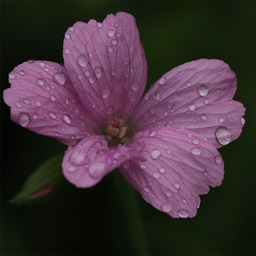 Geranium oxonianum Rosenlicht - Ooievaarsbek (Flowering)