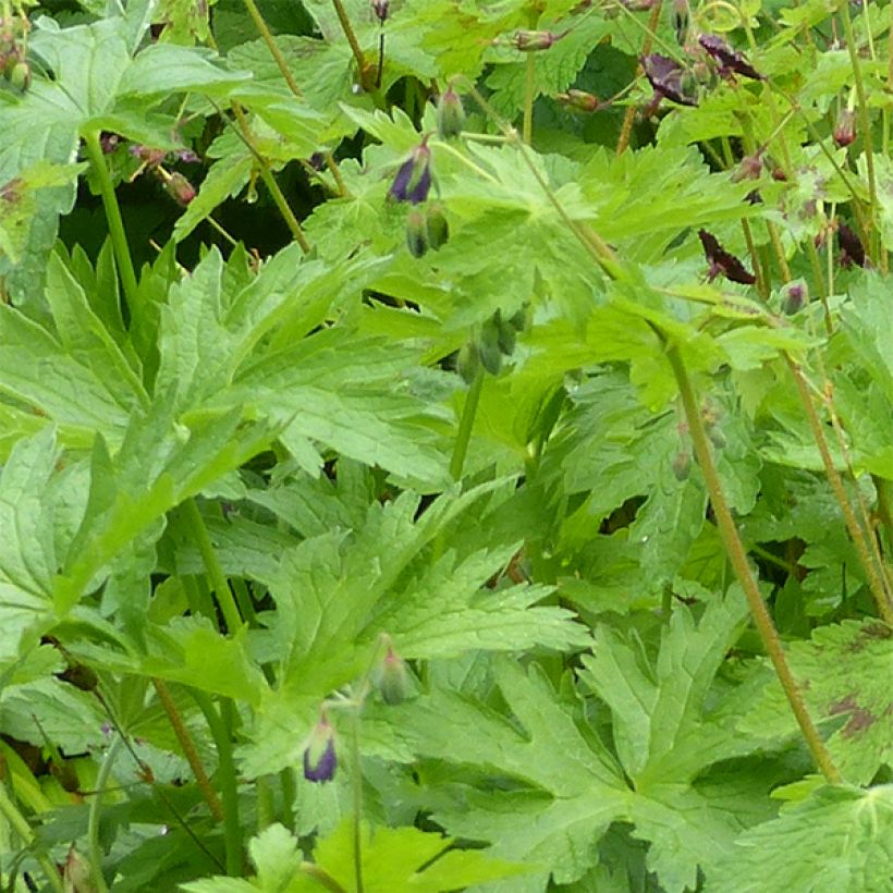 Geranium phaeum Angelina - Donkere ooievaarsbek (Foliage)