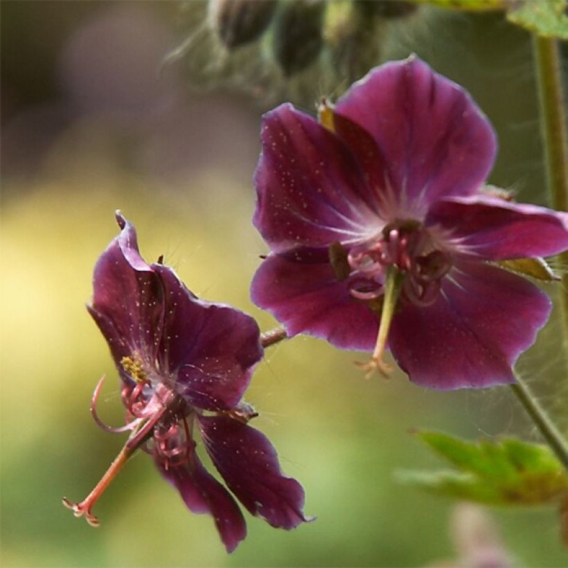Geranium phaeum Samobor - Donkere ooievaarsbek (Flowering)