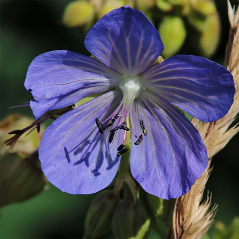 Geranium pratense Cluden Sapphire - Beemdooievaarsbek (Bloei)