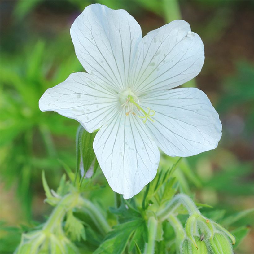 Geranium pratense albiflorum Galactic - Beemdooievaarsbek (Bloei)