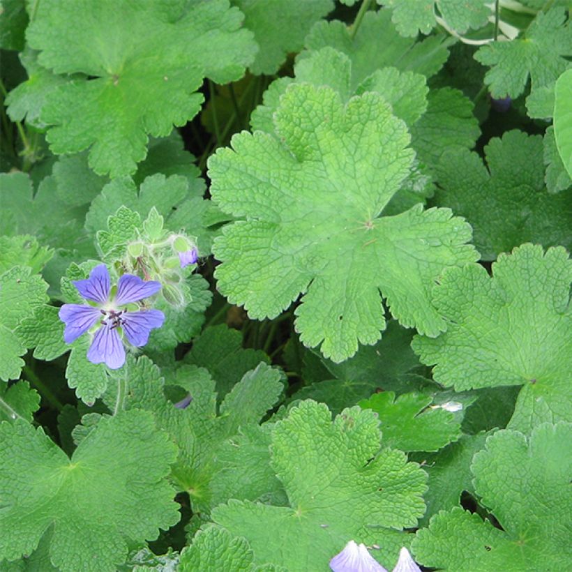 Geranium renardii Philippe Vapelle - Kaukasische ooievaarsbek (Foliage)