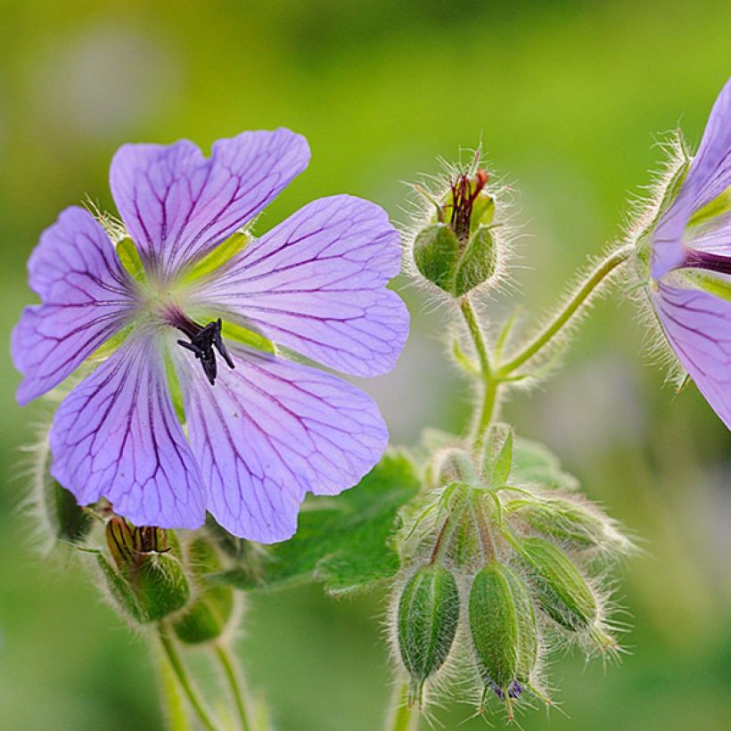 Geranium renardii Philippe Vapelle - Kaukasische ooievaarsbek (Flowering)