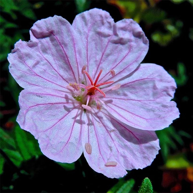 Geranium sanguineum Compactum - Bloedooievaarsbek roze (Flowering)