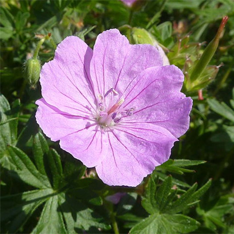 Geranium sanguineum Elsbeth - Bloedooievaarsbek (Flowering)
