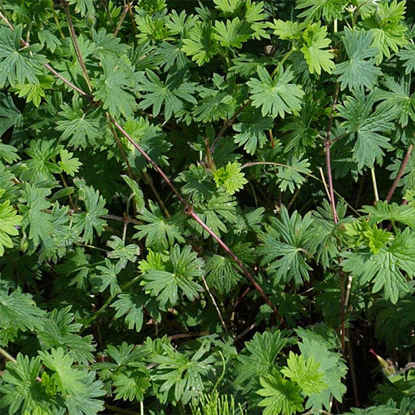 Geranium sanguineum Max Frei - Bloedooievaarsbek (Foliage)