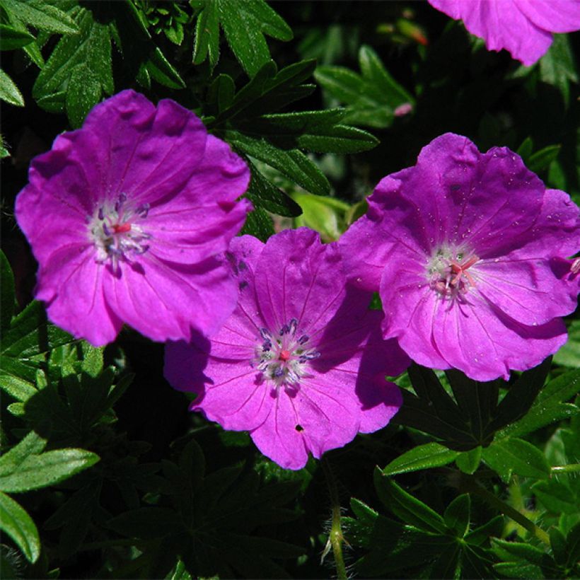 Geranium sanguineum Max Frei - Bloedooievaarsbek (Flowering)