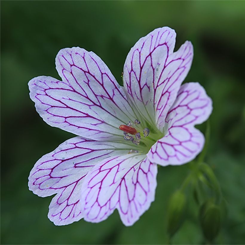 Geranium versicolor - Ooievaarsbek (Flowering)