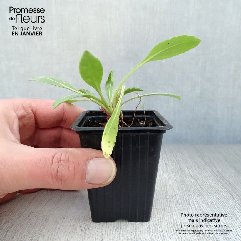 Example of Gaillardia Bourgogne - Kokardebloem Kweekpotje van 7/8 cm as you get in hiver