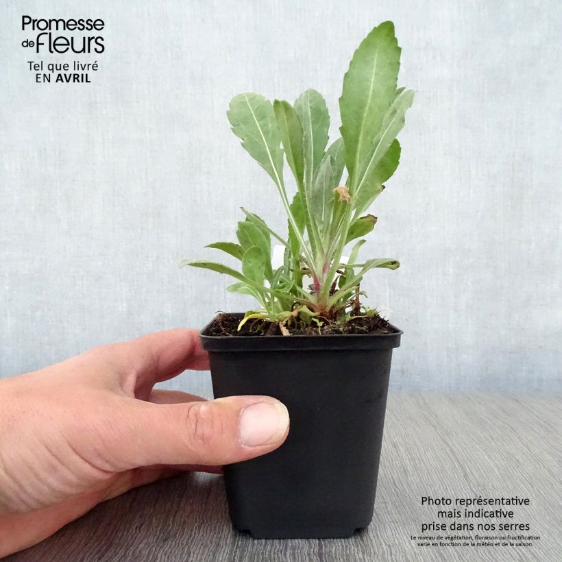 Exemplaar van Gaillardia Bourgogne - Kokardebloem Kweekpotje van 7/8 cm zoals geleverd in de lente