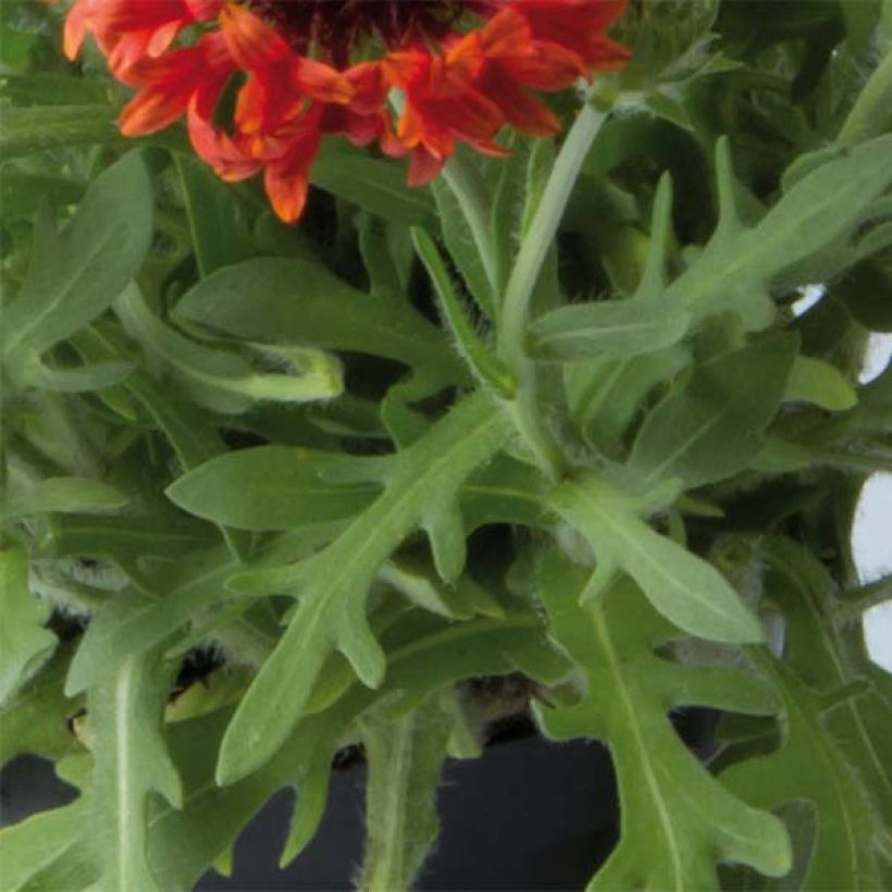 Gaillardia Fanfare Blaze - Kokardebloem (Foliage)