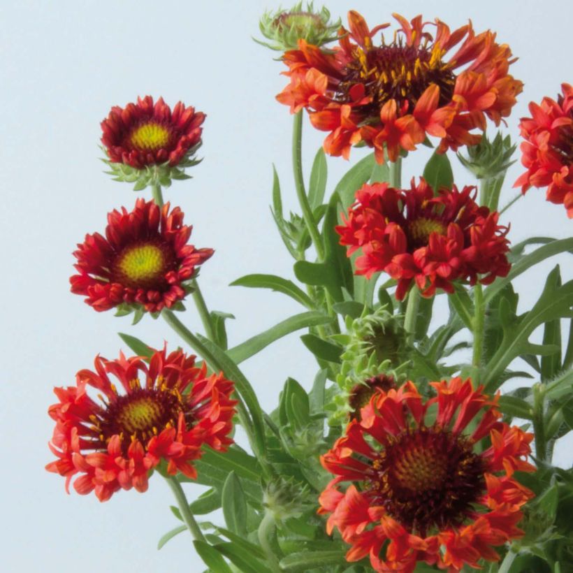 Gaillardia Fanfare Blaze - Kokardebloem (Flowering)