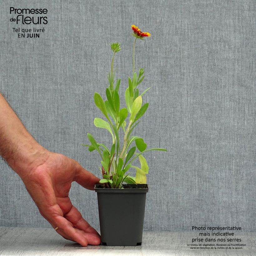 Exemplaar van Gaillardia Kobold - Kokardebloem Kweekpotje van 8/9 cm zoals geleverd in de zomer