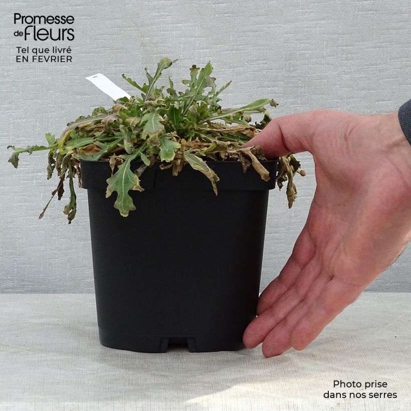 Example of Gaillardia Kobold - Kokardebloem Pot van 2 l/3 l as you get in hiver