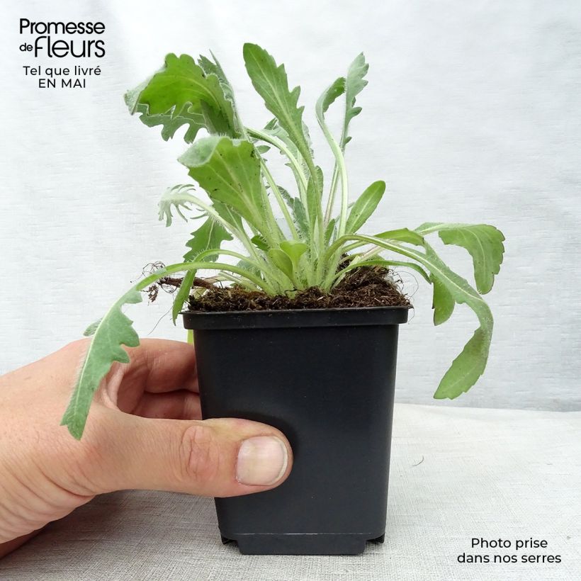 Exemplaar van Gaillardia Kobold - Kokardebloem Kweekpotje van 8/9 cm zoals geleverd in de lente