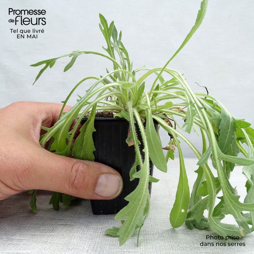 Exemplaar van Gaillardia Lutin - Kokardebloem Kweekpotje van 7/8 cm zoals geleverd in de lente