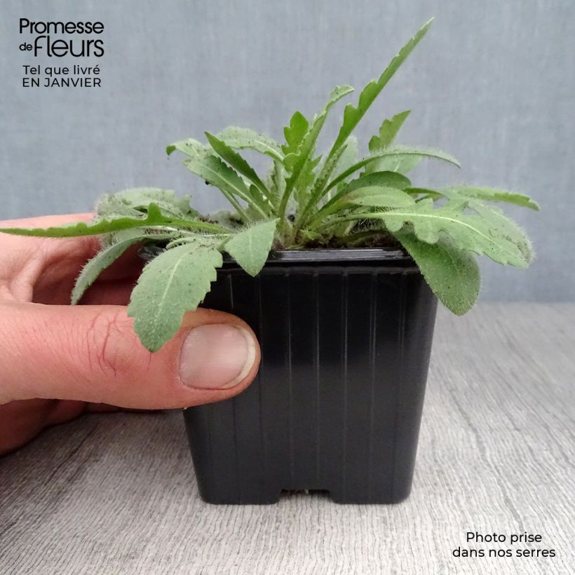 Example of Gaillarde Lutin naine Kweekpotje van 7/8 cm as you get in hiver