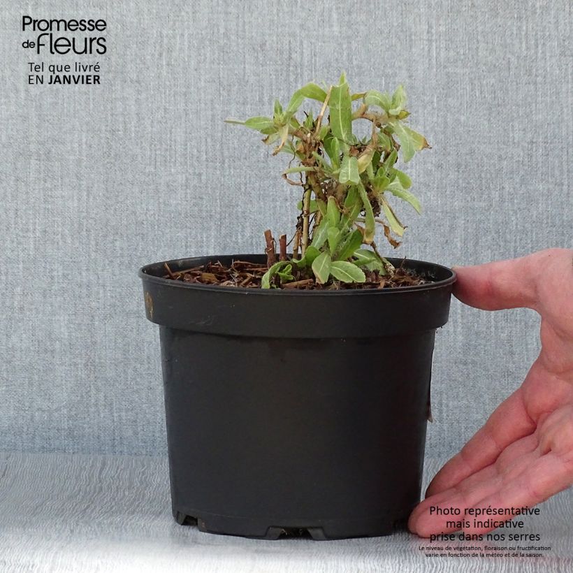 Example of Gaillarde Lutin naine Pot van 2 l/3 l as you get in hiver