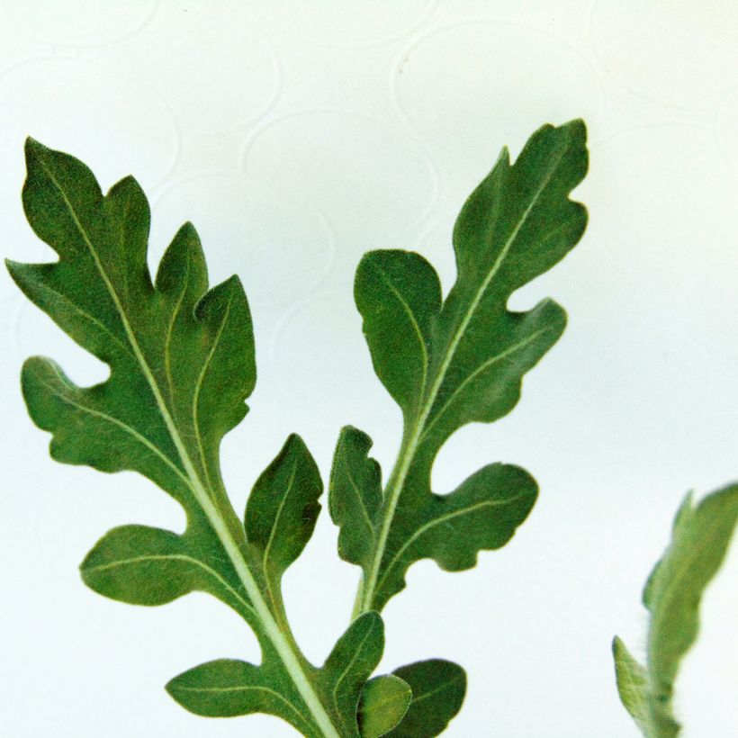 Gaillardia Maxima Aurea Chloe - Kokardebloem (Foliage)