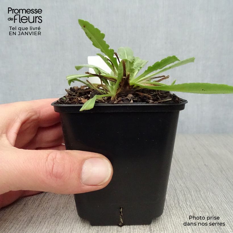 Example of Gaillarde Maxima Aurea (Chloe) Kweekpotje van 7/8 cm as you get in hiver