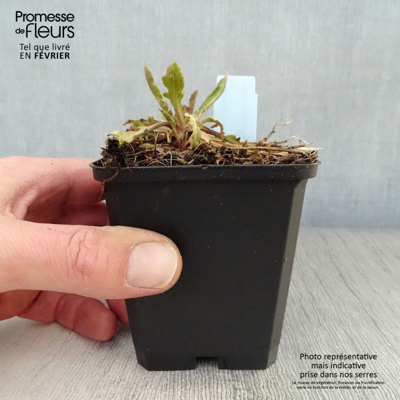 Example of Gaillarde Tokayer Kweekpotje van 8/9 cm as you get in hiver