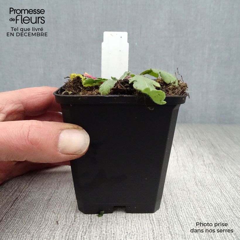 Example of Gaillardia aristata Amber Wheels - Kokardebloem Kweekpotje van 8/9 cm as you get in hiver