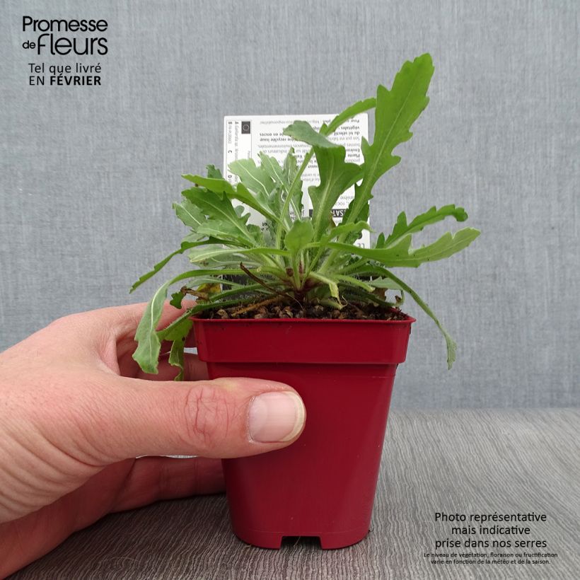 Example of Gaillardia aristata Arizona Red - Kokardebloem Kweekpotje van 8/9 cm as you get in hiver