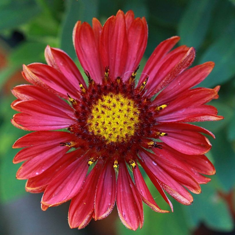 Gaillardia aristata Arizona Red - Kokardebloem (Flowering)