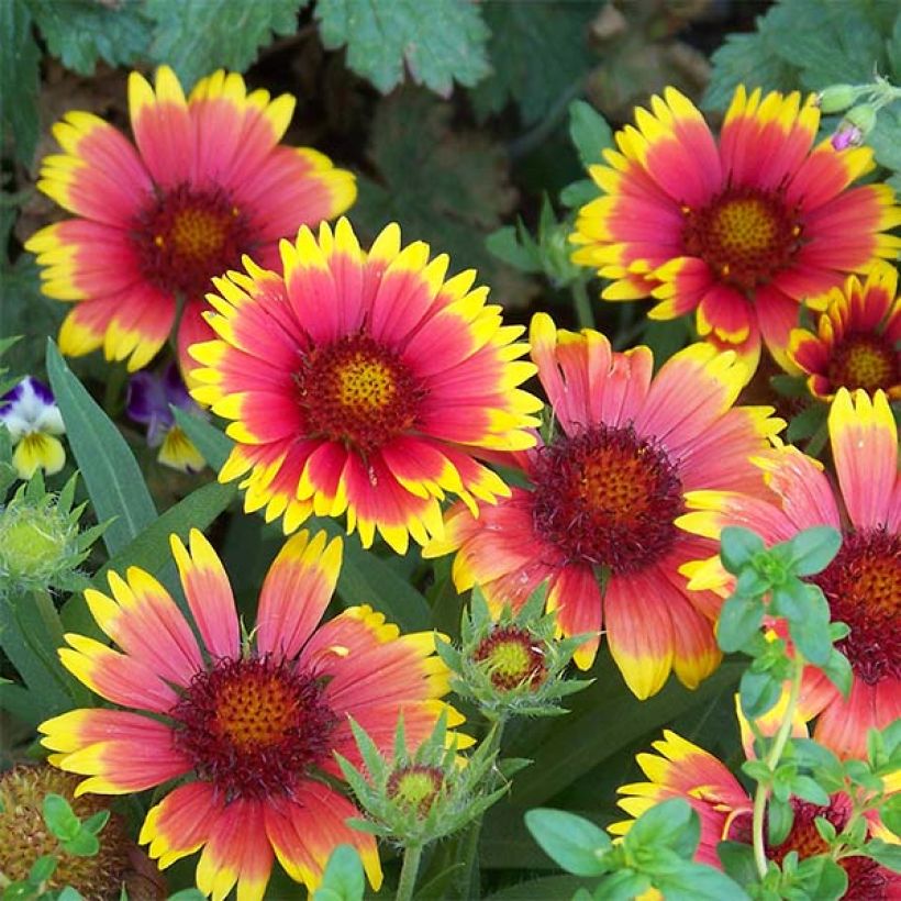 Gaillardia Lutin - Kokardebloem (Flowering)