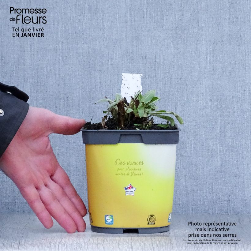 Example of Gaillardia Mesa Bright Bicolor - Kokardebloem Pot van 2 l/3 l as you get in hiver