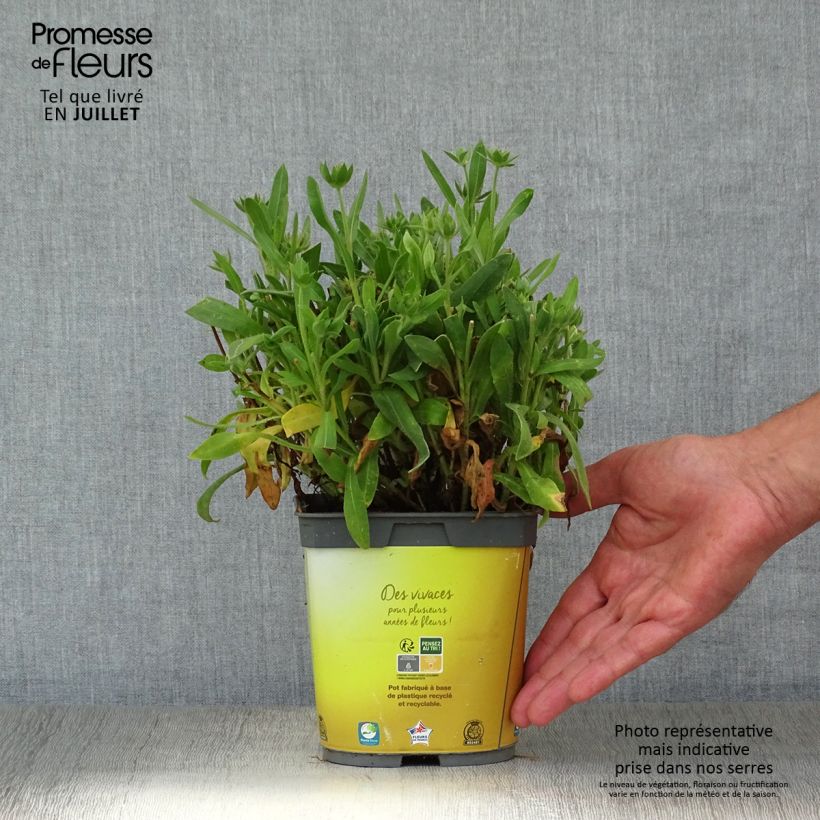 Exemplaar van Gaillardia Mesa Bright Bicolor - Kokardebloem Pot van 2 l/3 l zoals geleverd in de zomer