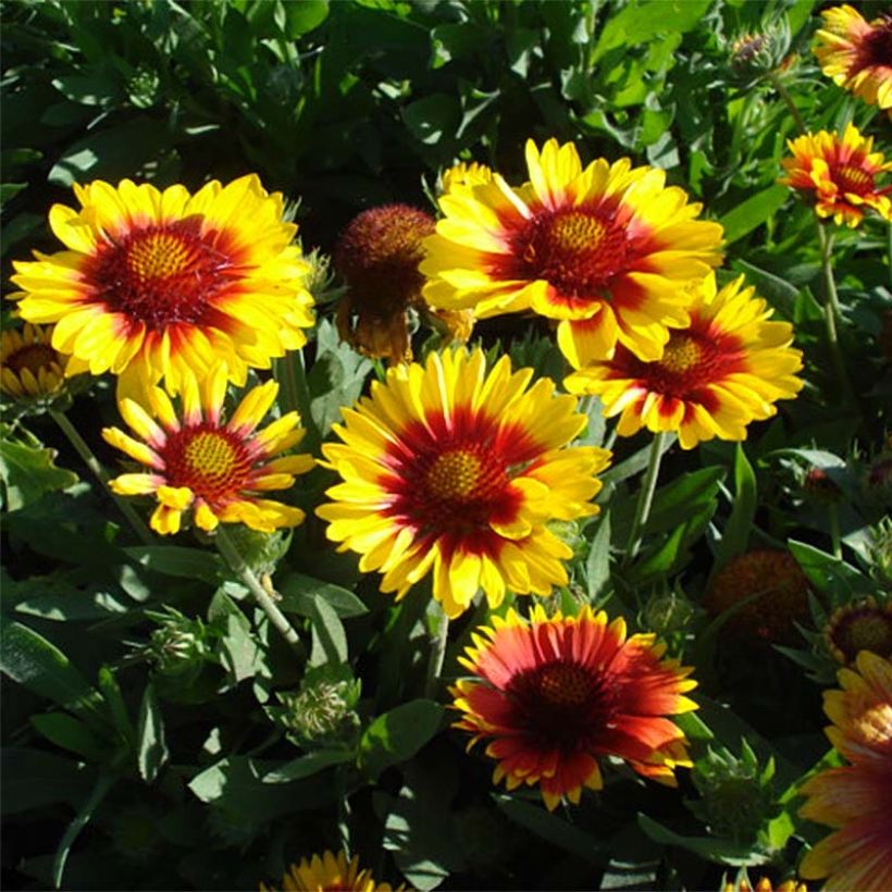 Gaillardia Mesa Bright Bicolor - Kokardebloem (Plant habit)