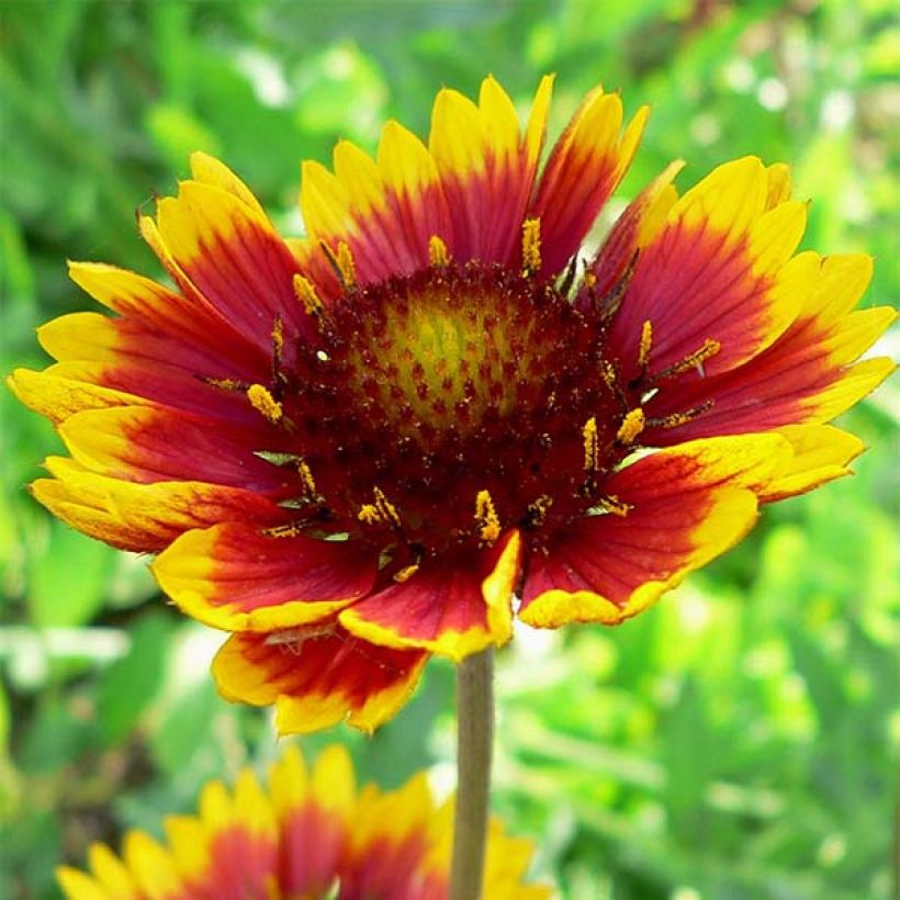 Gaillardia grandiflora Royale - Kokardebloem (Flowering)