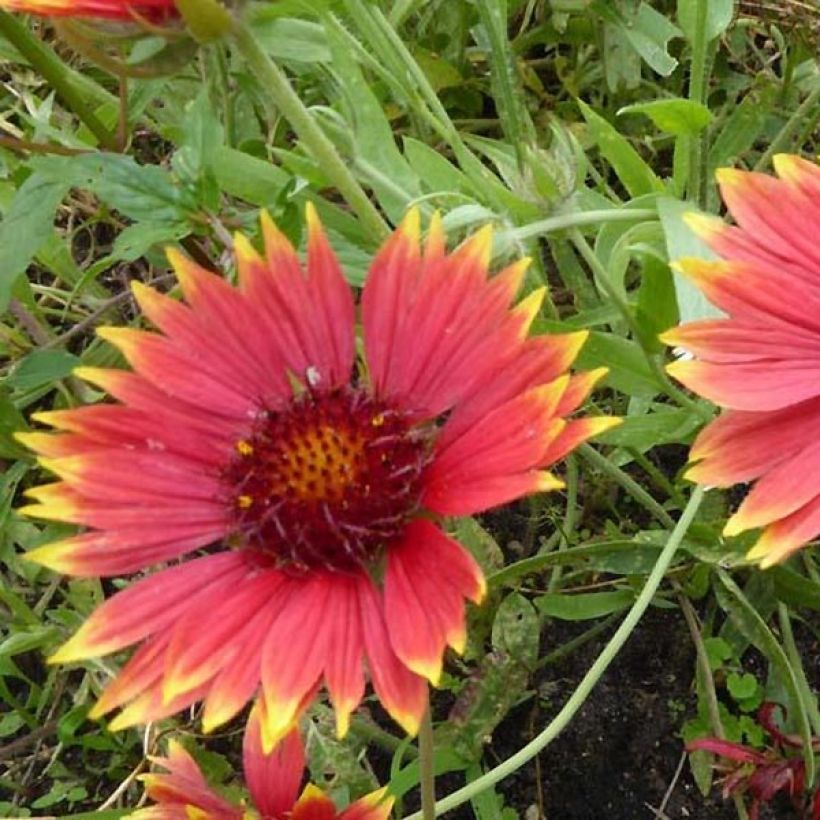 Gaillardia Tokayer - Kokardebloem (Flowering)