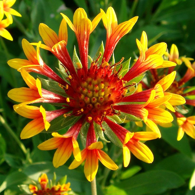Gaillardia grandiflora Fanfare - Kokardebloem (Bloei)